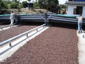 Drying Beans Drying Beans
